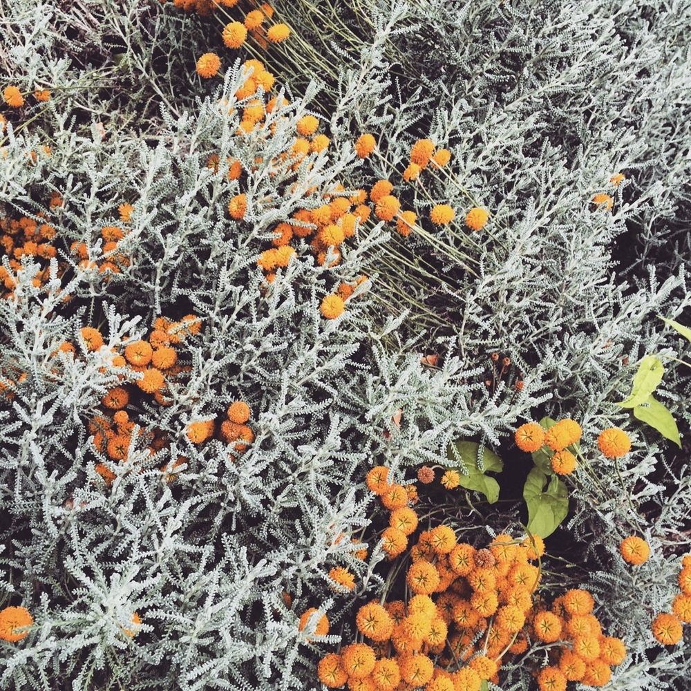 Meet your Posher, Ella